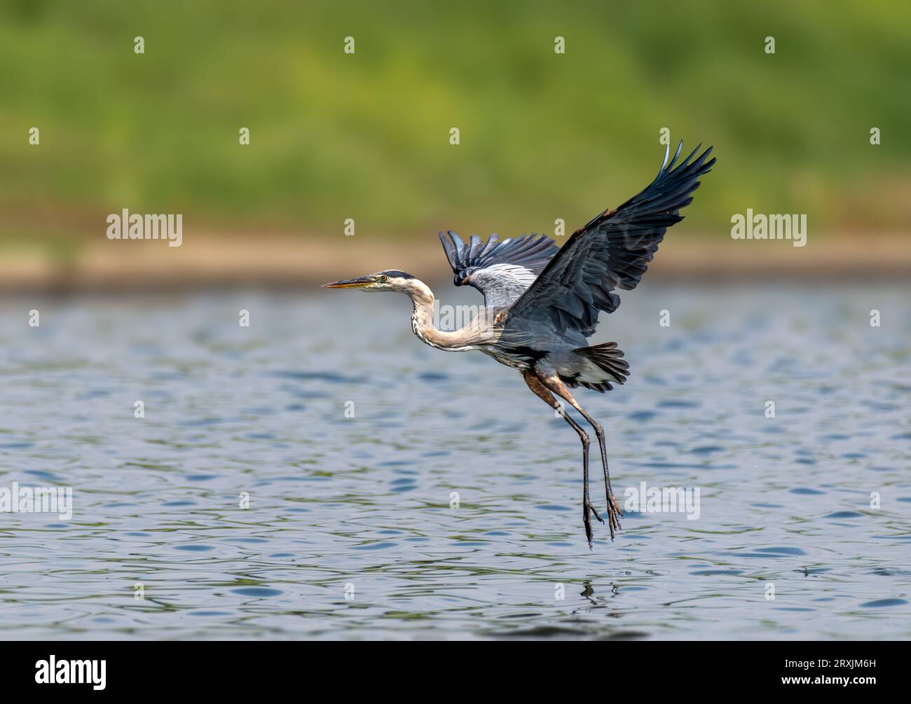 Great Blue heron (Ardea herodias) fliegt im Sepulveda Wildlife Sanctuary CA USA Stockfoto