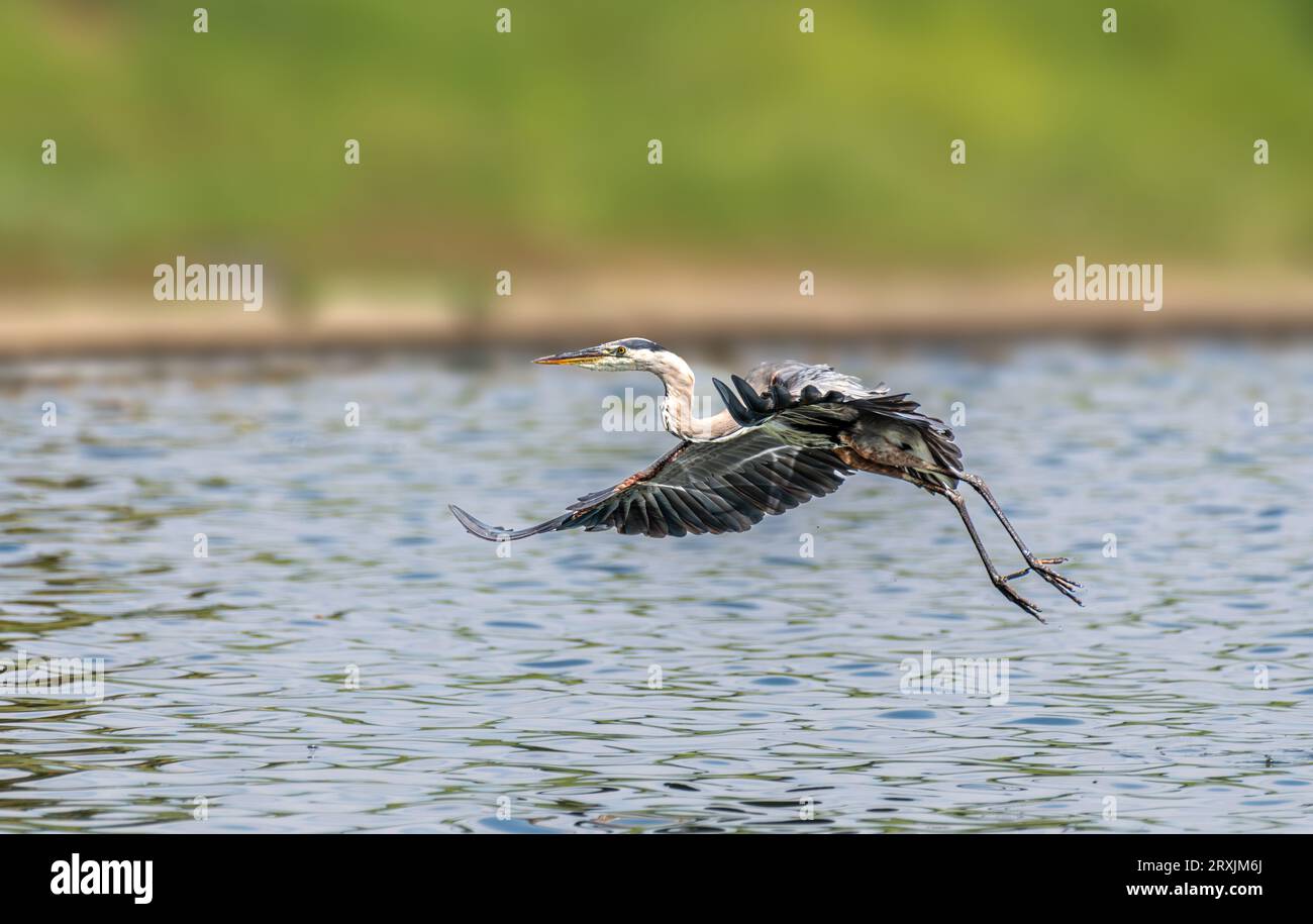 Great Blue heron (Ardea herodias) fliegt im Sepulveda Wildlife Sanctuary CA USA Stockfoto