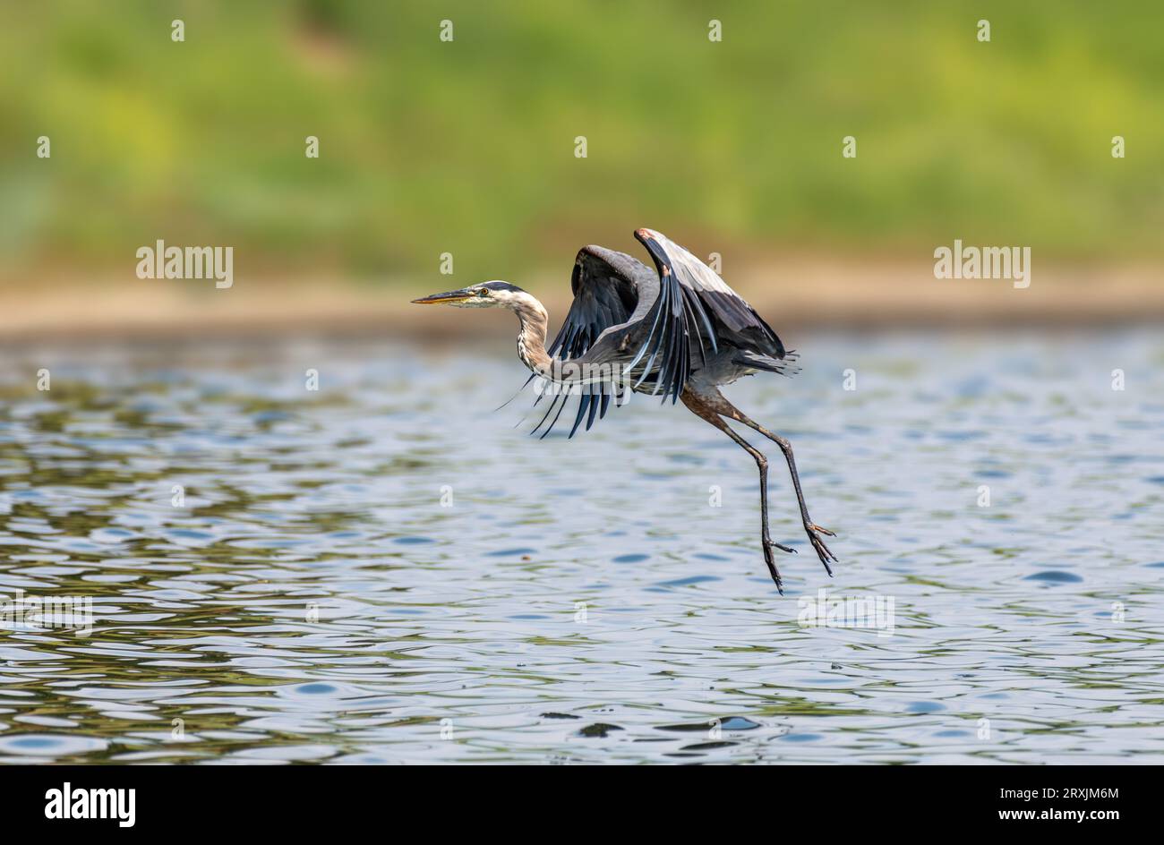 Great Blue heron (Ardea herodias) fliegt im Sepulveda Wildlife Sanctuary CA USA Stockfoto