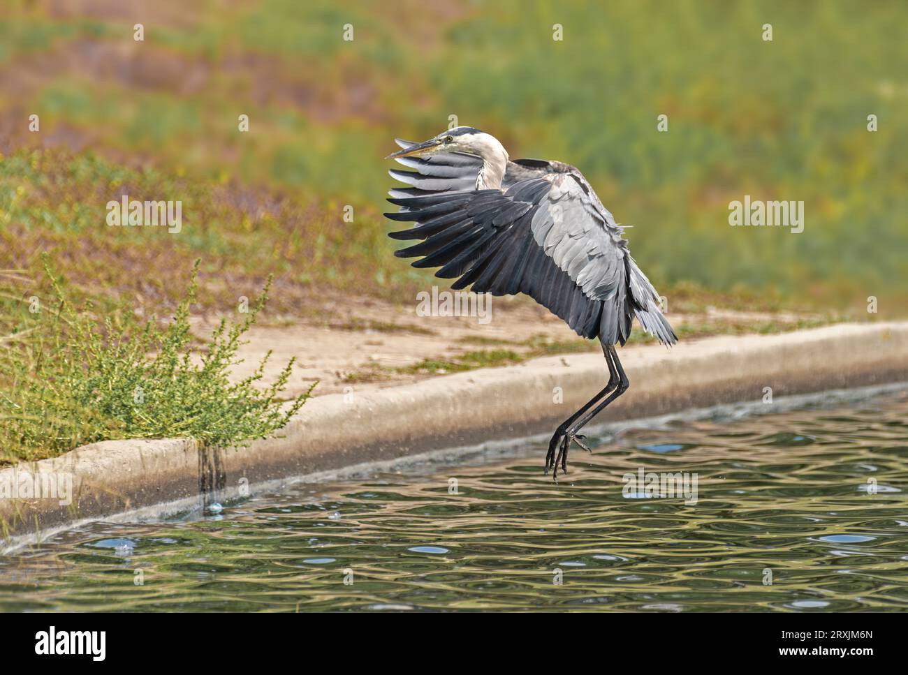 Great Blue heron (Ardea herodias) fliegt im Sepulveda Wildlife Sanctuary CA USA Stockfoto