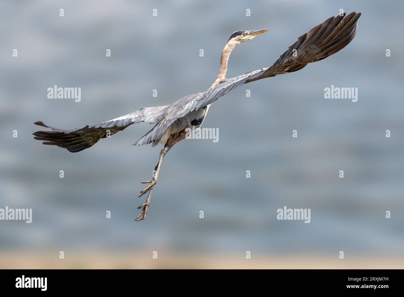 Great Blue heron (Ardea herodias) fliegt im Sepulveda Wildlife Sanctuary CA USA Stockfoto