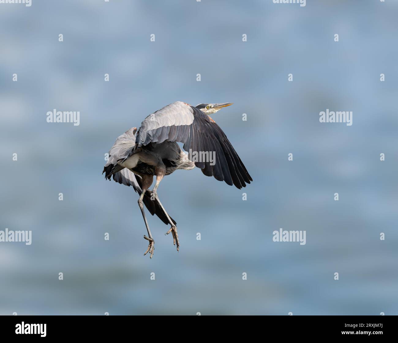Great Blue heron (Ardea herodias) fliegt im Sepulveda Wildlife Sanctuary CA USA Stockfoto