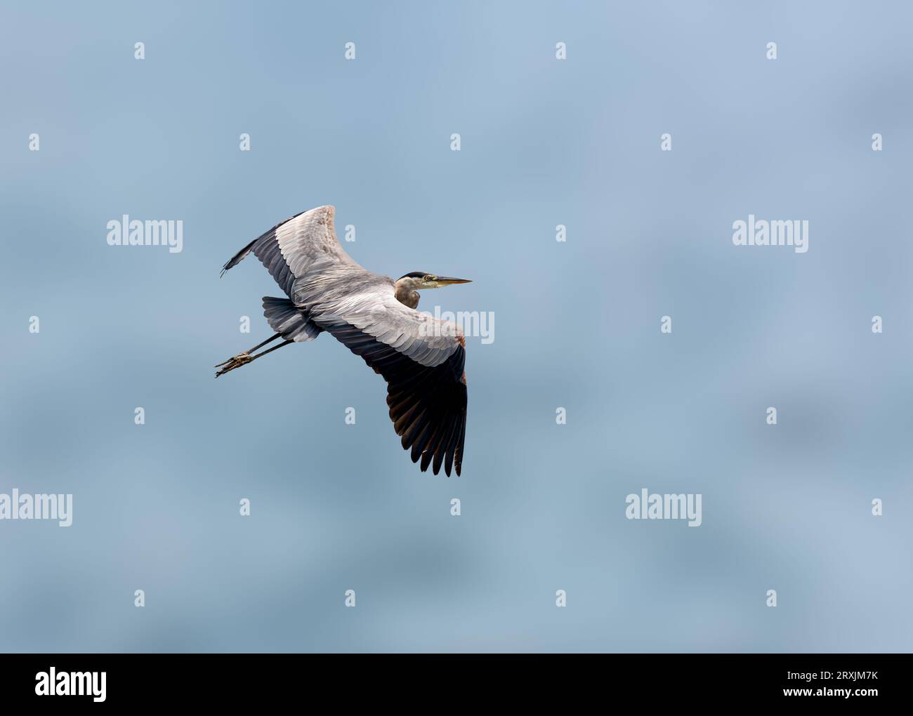 Great Blue heron (Ardea herodias) fliegt im Sepulveda Wildlife Sanctuary CA USA Stockfoto