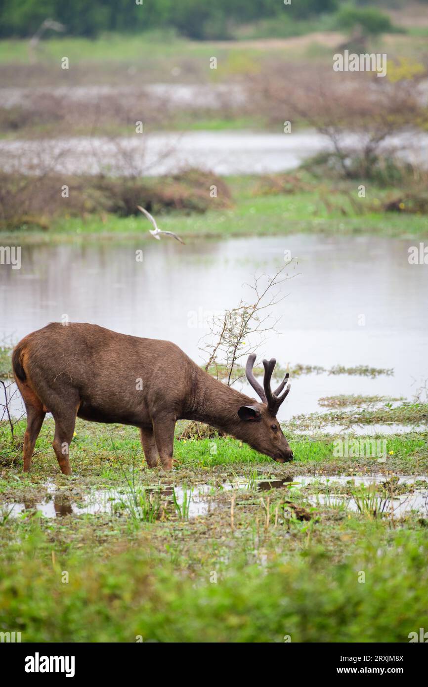 Hirschgras in den Sumpfgebieten im Yala-Nationalpark, majestätische männliche Sambarhirsche aus Sri Lanka, Seitenansicht, wunderschöner natürlicher Lebensraum. Stockfoto