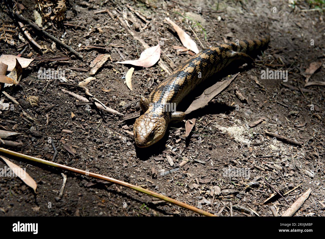 Ich bin fast auf diese geblockte Blauzungenechse (Tiliqua Nigrolutea) getreten - auch bekannt als die Südliche Blauzunge - im Hochkins Ridge Reserve. Stockfoto