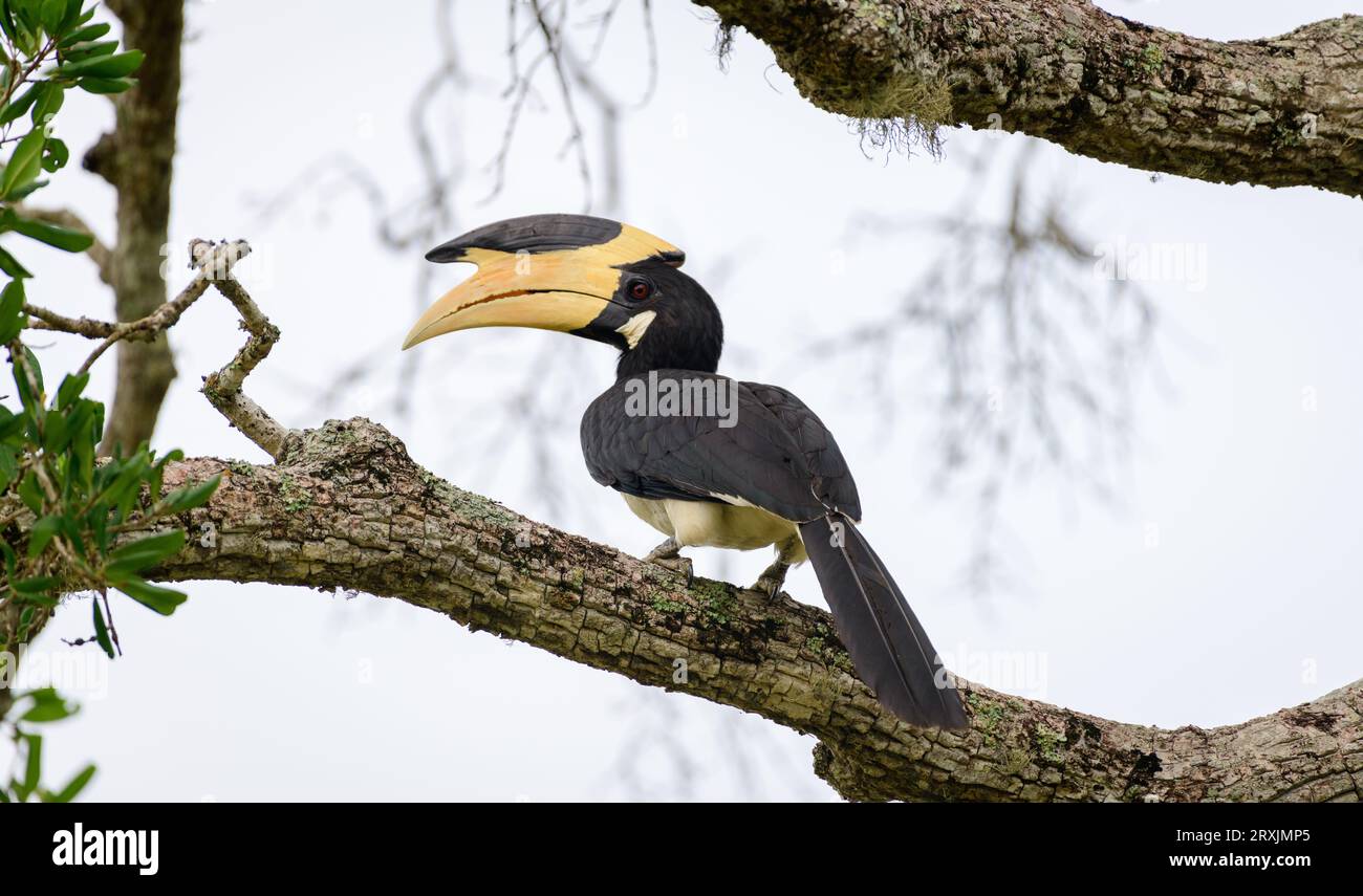 Malabar Rattenhornschnabelbarsch auf einem Baumzweig, Blick von hinten aus nächster Nähe. Großer exotischer Vogel mit Gelbschnabel, der im Yala-Nationalpark gefunden wird. Stockfoto