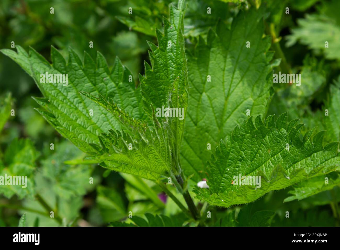 Brennnessel Urtica dioica im Garten stechen. Grüne Blätter mit gezackten Kanten. Stockfoto