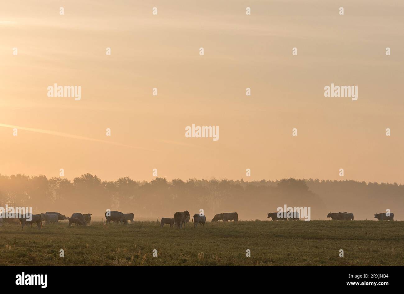 26. September 2023, Brandenburg, Hänchen: Viehbestand auf einer Wiese im südbrandenburgischen Bezirk Spree-Neiße. Nach einer kühlen Nacht konnten am Dienstag Temperaturen von bis zu 26 Grad erreicht werden und es sollte trocken bleiben, sagen Meteorologen. Foto: Frank Hammerschmidt/dpa Stockfoto