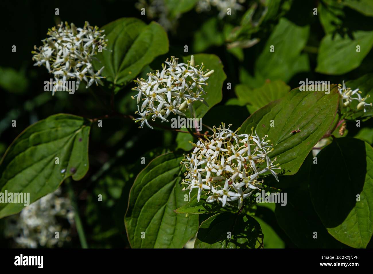 Hahnenholz - lateinischer Name - Cornus sanguinea. Stockfoto