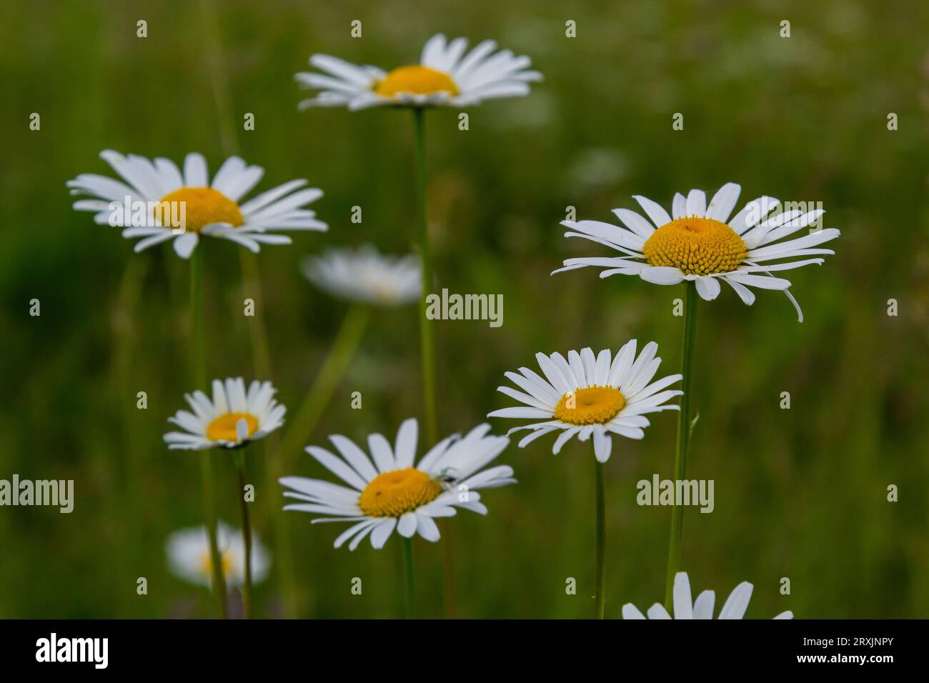 Wilde Gänseblümchen, die auf der Wiese wachsen, weiße Kamillen. Gänseblümchen, Leucanthemum vulgare, Gänseblümchen, Dox-Eye, Gänseblümchen, Hundeschlittchen, Gärtnerkonzert Stockfoto