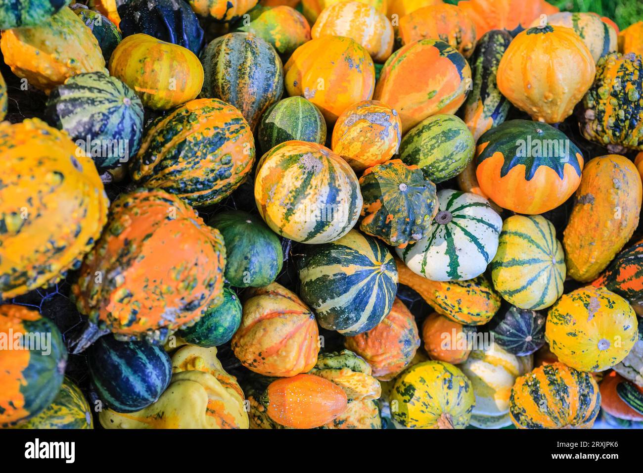 Gemischte dekorative Kürbisse (Cucurbita), farbenfroher Winterkürbis in einem Hofladen, Deutschland Stockfoto