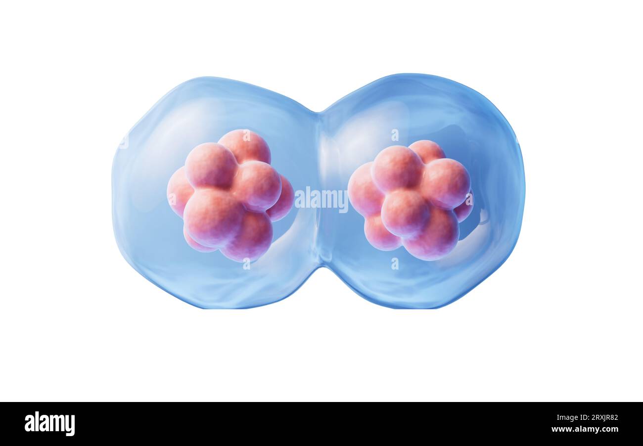 Mitose von Zellen mit biotechnologischem Konzept, 3D-Rendering. Digitale Zeichnung. Stockfoto