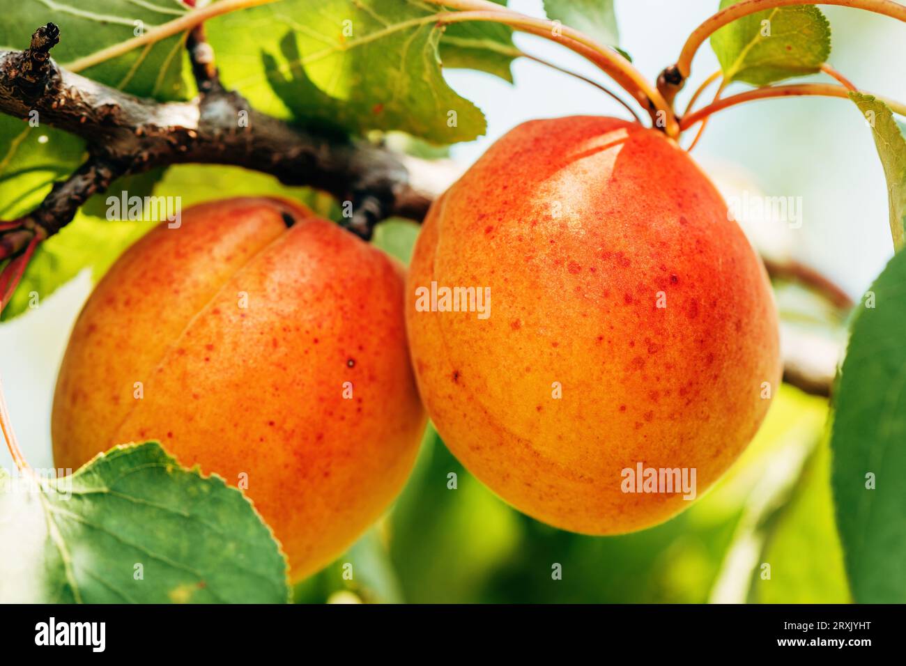 Reife Aprikosenfrucht im Bio-Obstgarten, selektiver Fokus Stockfoto