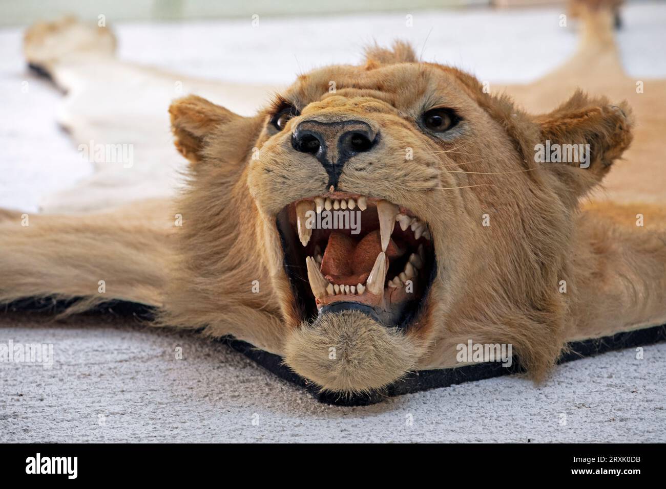 Nahaufnahme eines offenen Mundes mit Zähnen eines weißen Tigers, angefüllt Stockfoto