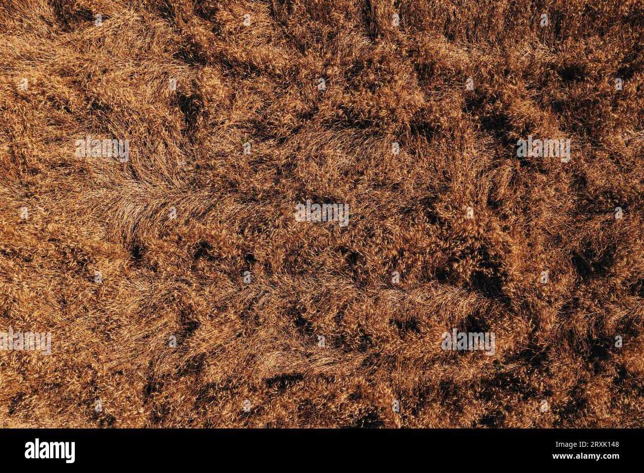 Luftaufnahme beschädigter Weizenfrüchte nach einem Sturm, Drohnen-pov-Bild einer geknickten Getreideplantage als landwirtschaftlicher Hintergrund, Draufsicht Stockfoto