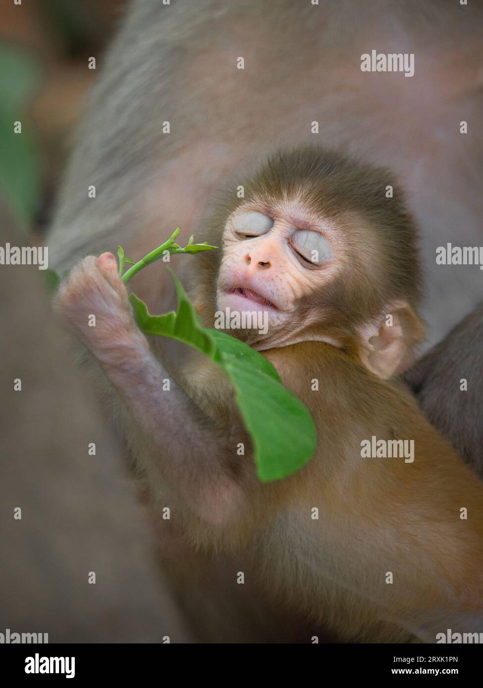 Das Baby Makaken kann seine Augen kaum offen halten UTTARAKHAND, INDIEN SÜSSE BILDER zeigen ein Baby Makaken, das einen Snack im Wald genießt, bevor es es aufklebt Stockfoto
