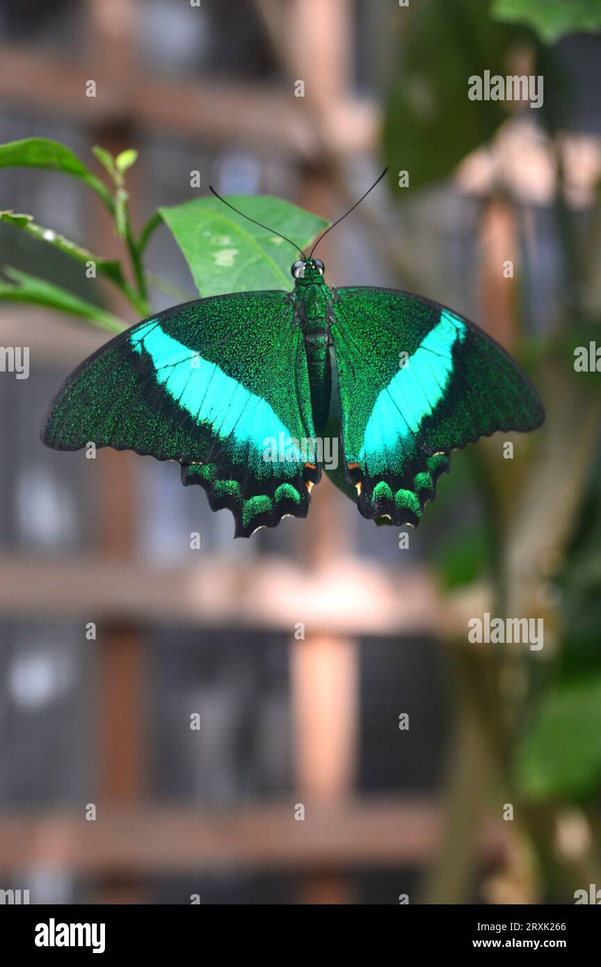 Grüner Schwalbenschwanz-Schmetterling „Papilio Nireus lyaeus“ auf der Butterfly Farm in Stratford-upon-Avon, Warwickshire, West Midlands, England, Großbritannien Stockfoto