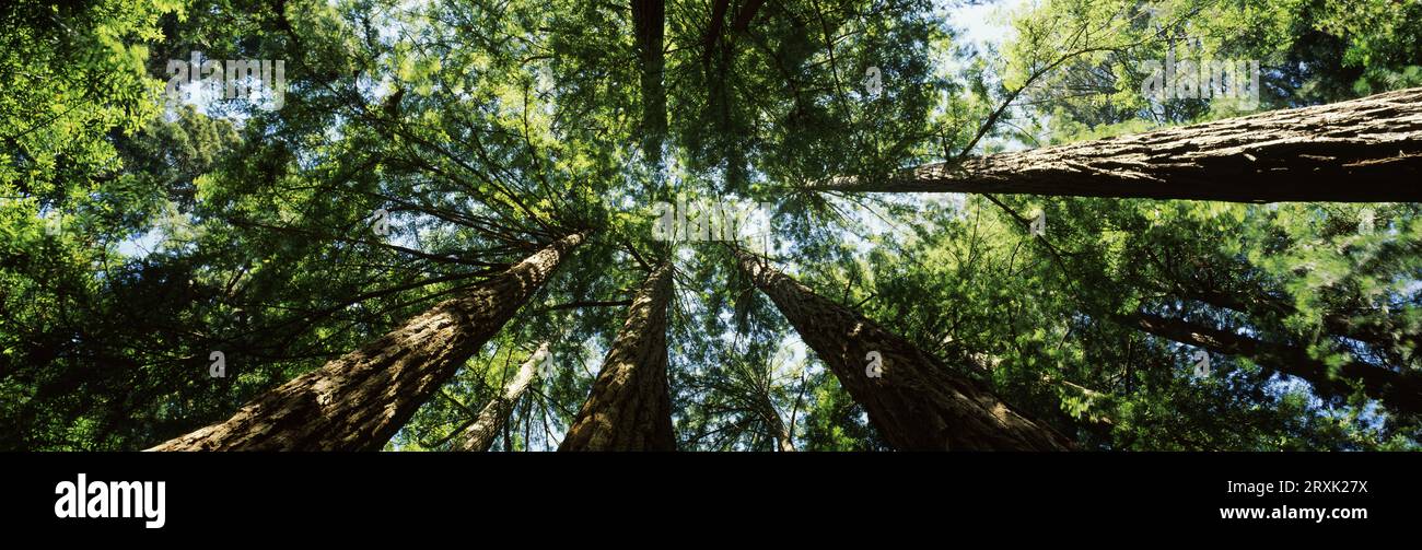 Grüne Baumkronen im Muir Woods National Monument, Kalifornien, USA Stockfoto