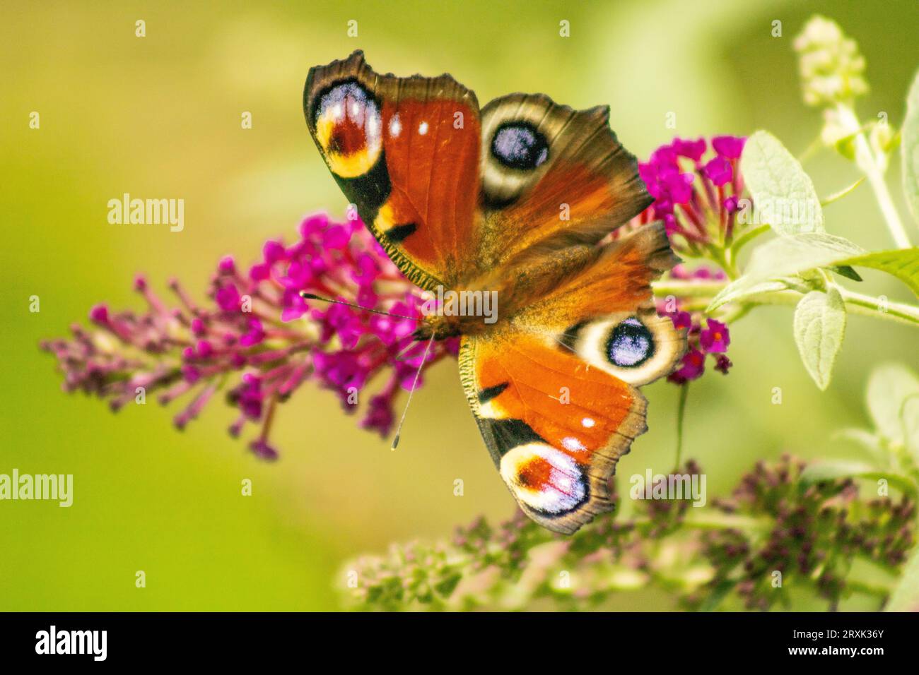 Bunte Schmetterlinge und Blumen 28.09.2023 Bialystok Polen. Im Herbst gibt es einen wunderschönen bunten Schmetterling im Garten. Stockfoto