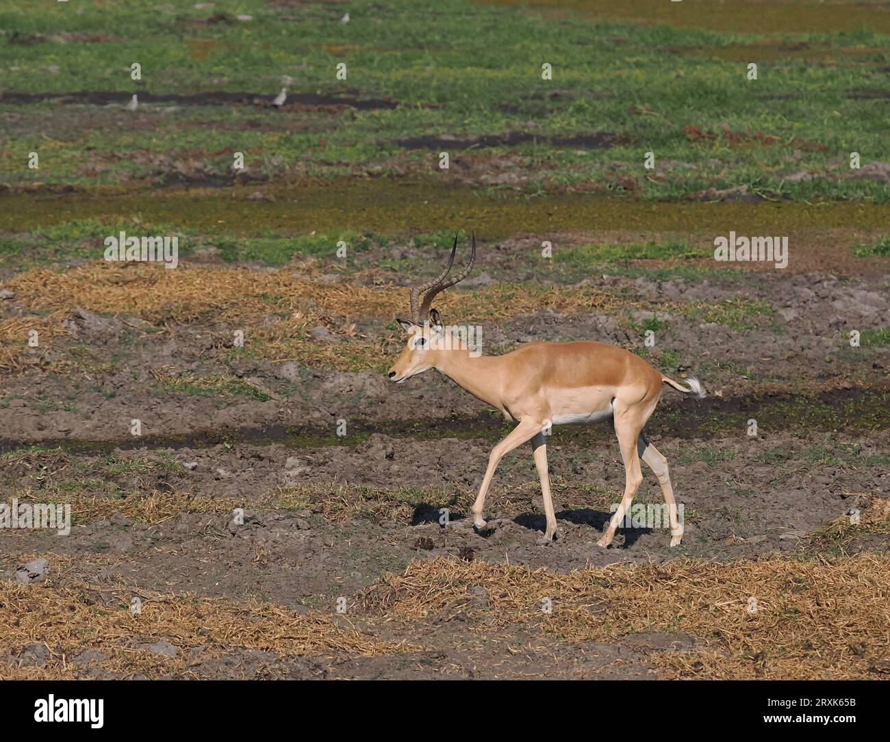 Impala sind eine Ebene oder Waldantilope. Sie sind anmutig in Bewegung und reisen in Sprüngen und Grenzen. Stockfoto
