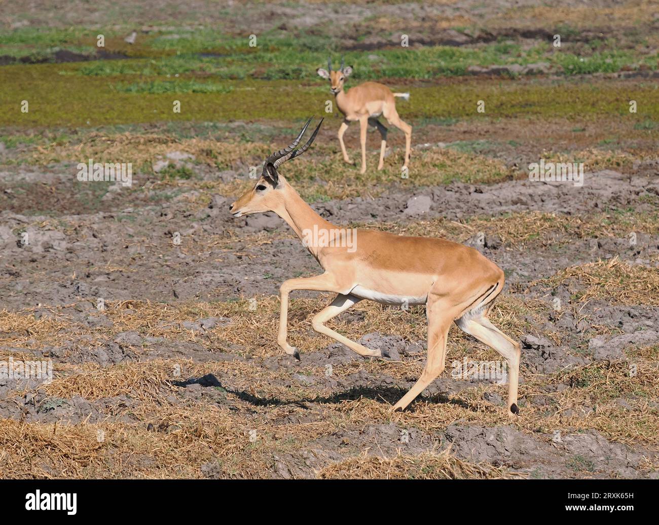 Impala sind eine Ebene oder Waldantilope. Sie sind anmutig in Bewegung und reisen in Sprüngen und Grenzen. Stockfoto