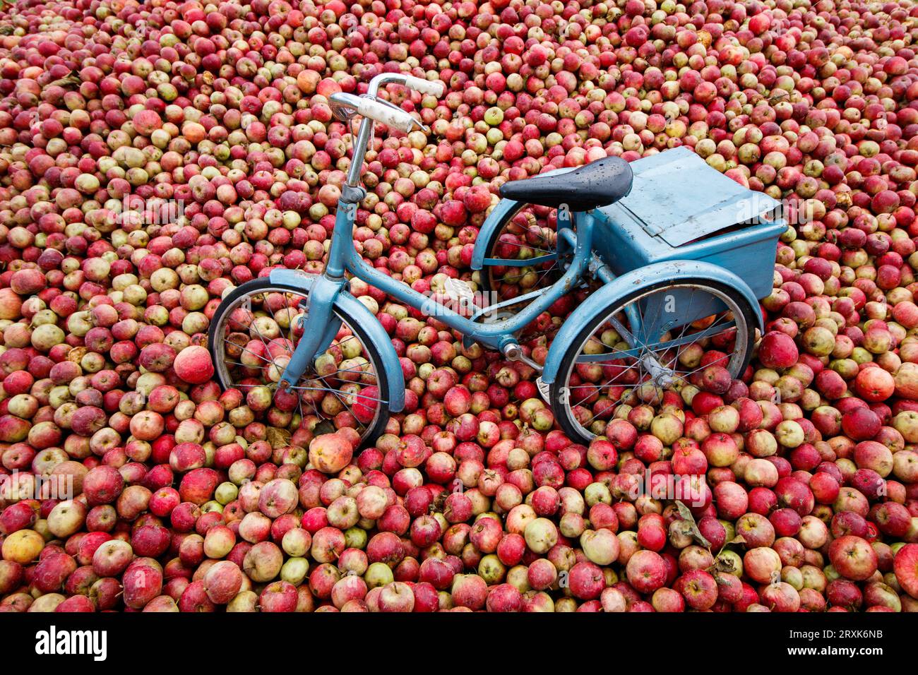 Ein Dreirad saß inmitten von Äpfeln als Teil der Weston Cider Show bei der Malvern Autumn Show. Die dreitägige Malvern Autumn Show beim Three Counties Showground, Malvern, Worcestershire, England, Großbritannien. Stockfoto
