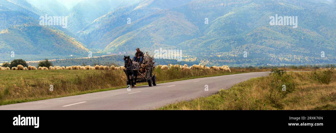 Man reitet mit dem Pferdewagen entlang der Landstraße, Sambata de Sus, Brasov County, Rumänien Stockfoto