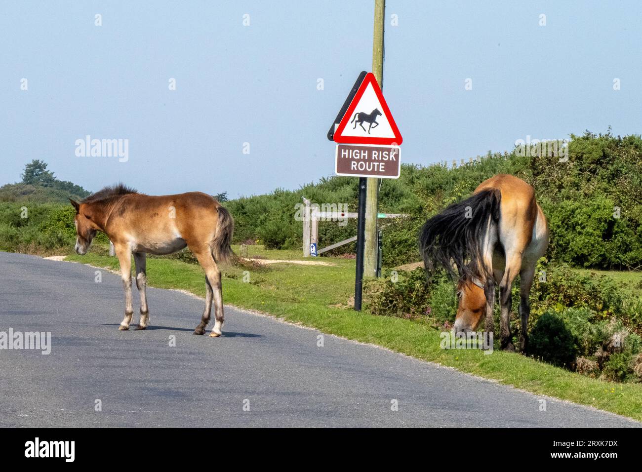 Der New Forest National Park, Hampshire, Wild Ponys, die frei in ihrem natürlichen Lebensraum umherstreifen, Straßenschild mit Hochrisiko-Route, mit einem Fohlen in der Straße Stockfoto