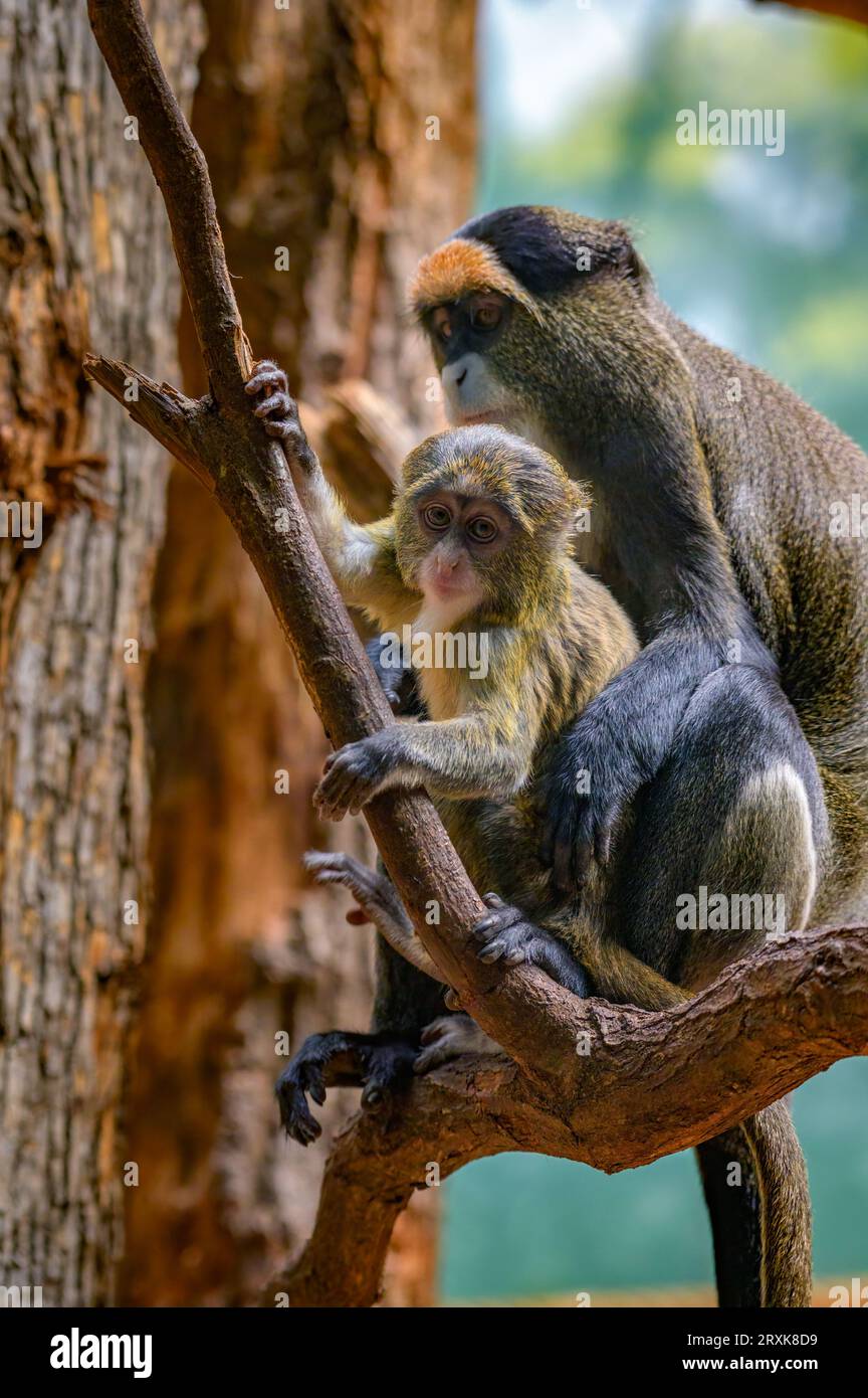 Baby de Brazza's Monkey mit seiner Mutter, die auf einem Baum sitzt Stockfoto