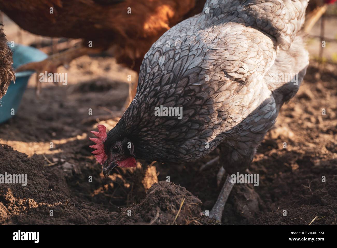 Hühner auf der Hühnerfarm. Bio-Bauernhof. Freie Reichweite. Graues Huhn. Maran Huhn. Stockfoto
