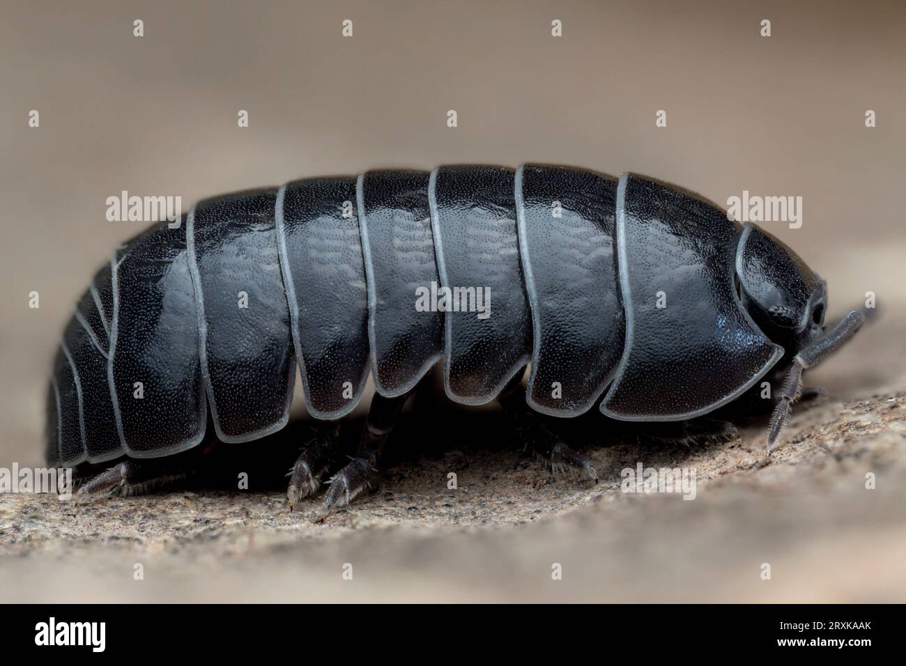 Pille Holzlaus (Armadillidium vulgare). Tipperary, Irland Stockfoto