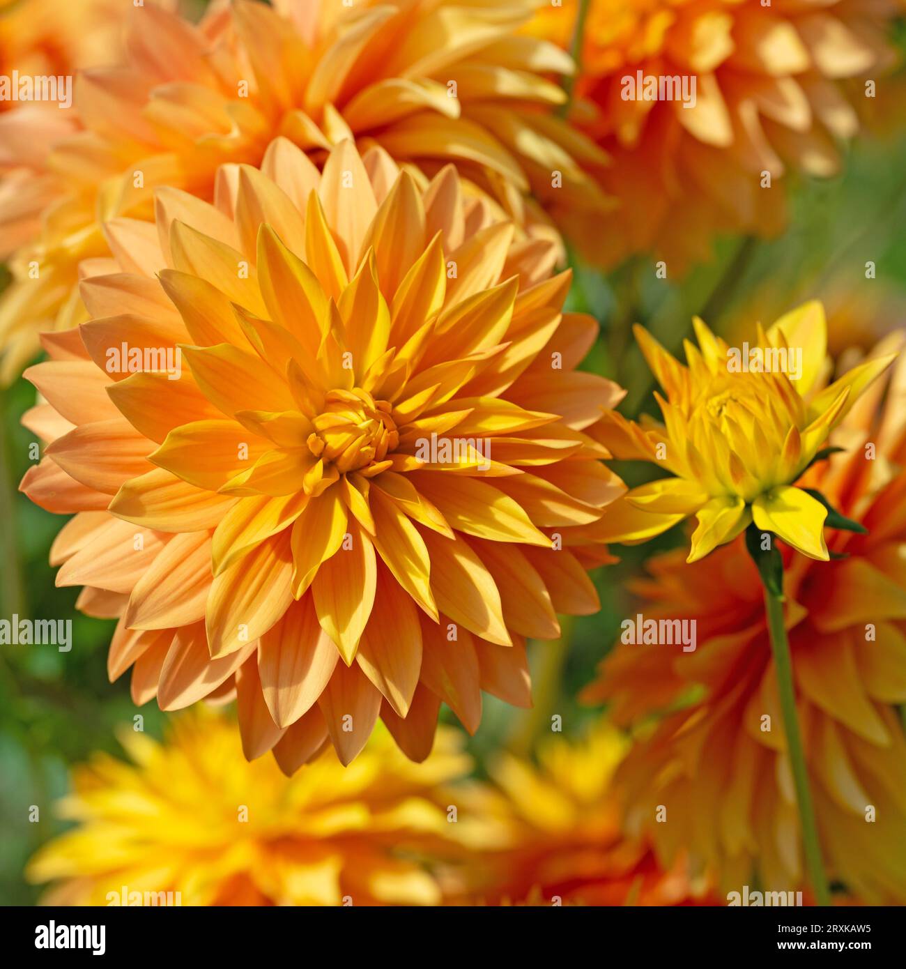 Dahlia blüht in Orange in Nahaufnahme Stockfoto