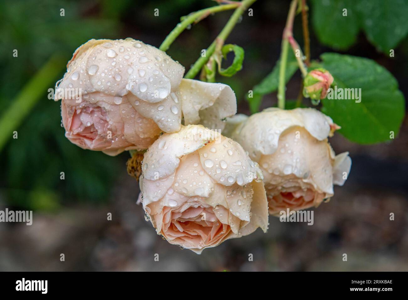 Schöne rosa Rosen wachsen in einem Garten mit Tautropfen auf den Blütenblättern, Tau auf Rosen, Nahaufnahme rosafarbener Rosen. Stockfoto