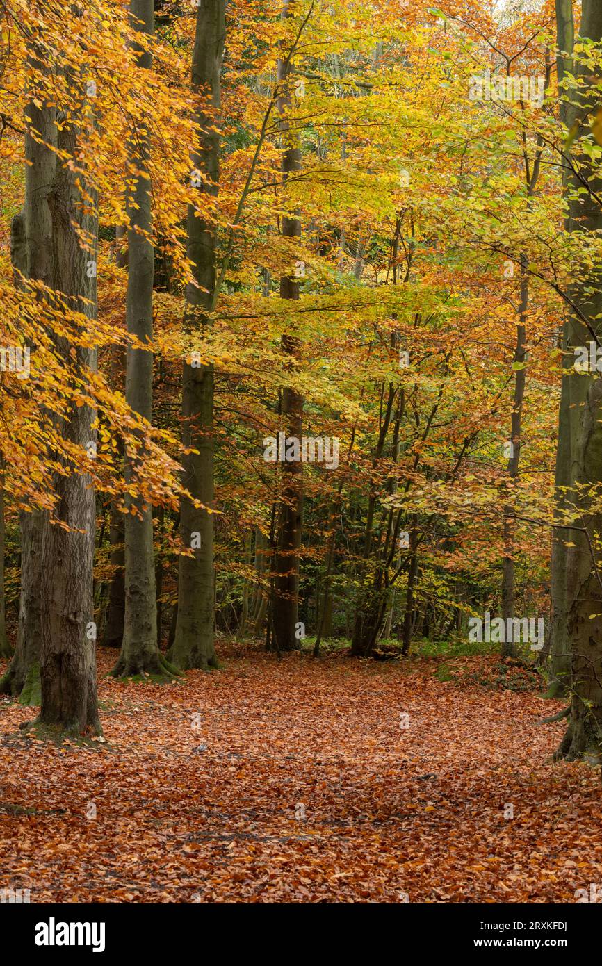 Buchen (Fagus sylvatica) im Herbst. Stockfoto