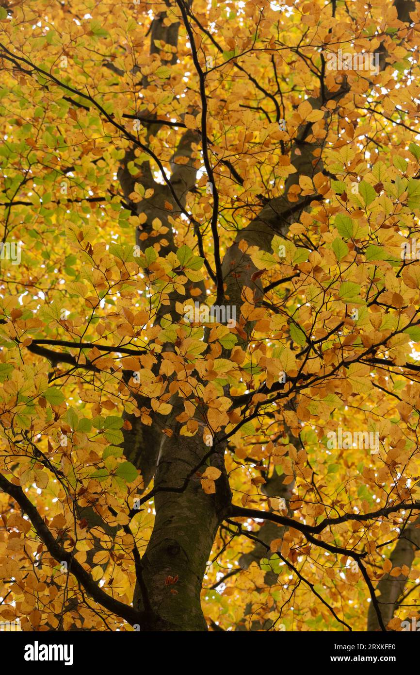Buchen (Fagus sylvatica) im Herbst. Stockfoto