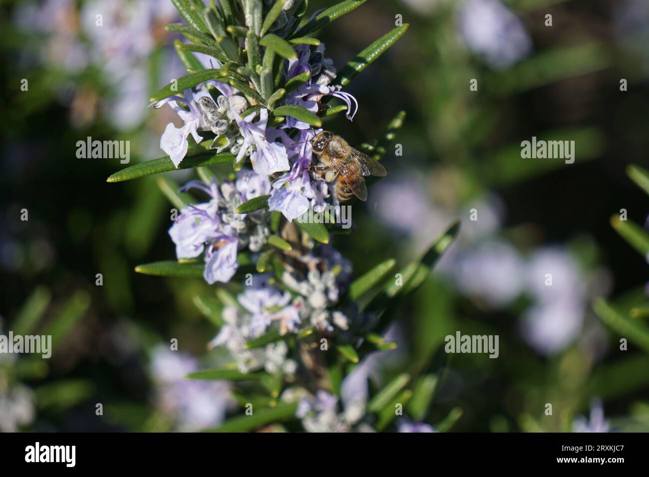 Blühender Rosmarinzweig mit Honigbiene Stockfoto