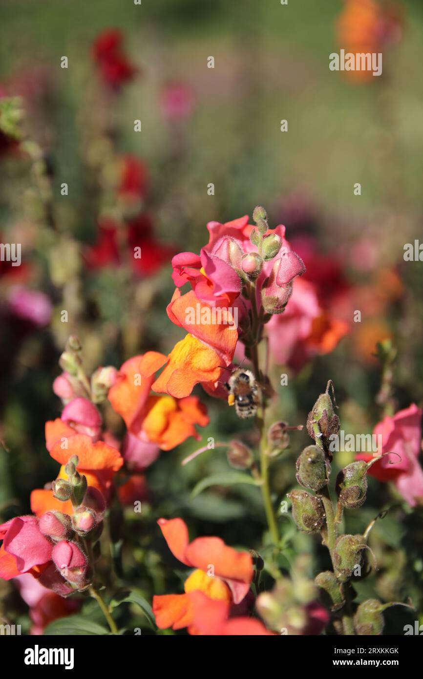 Orange und rote Blume Stockfoto