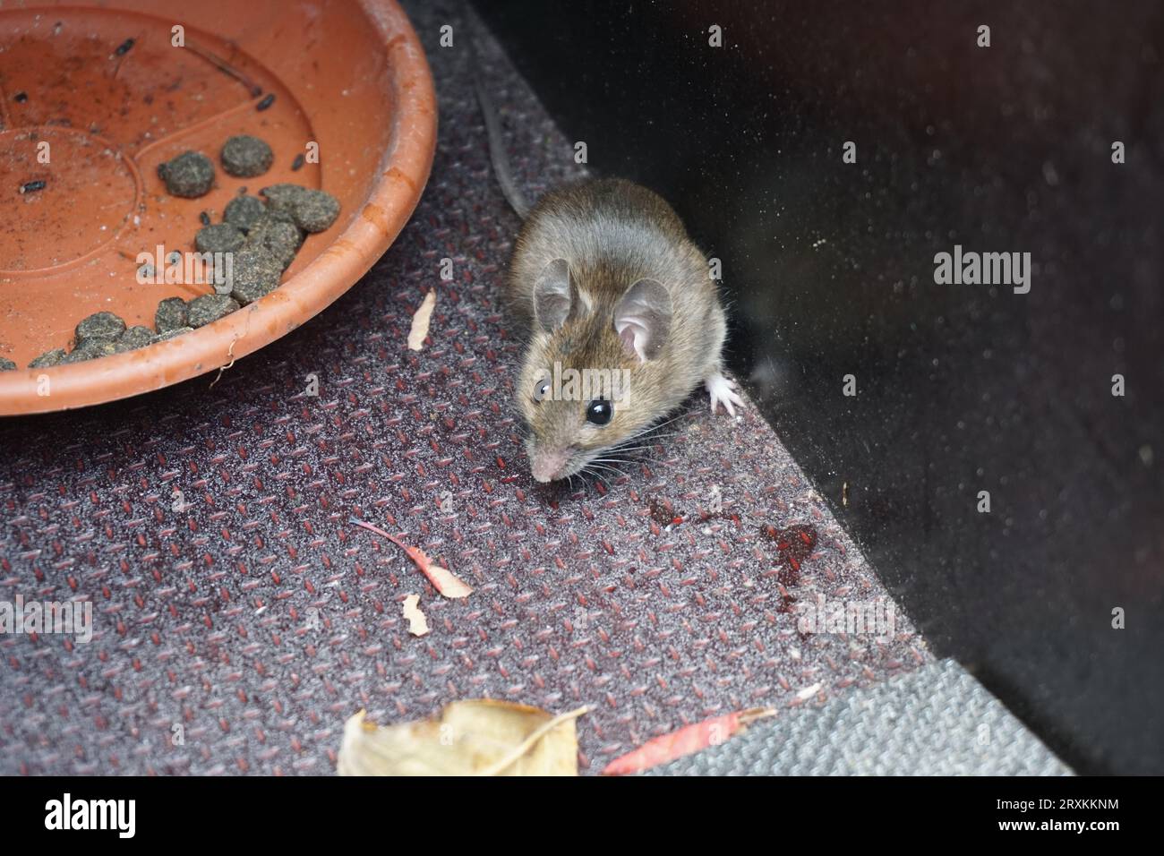 Holzmaus in der Falle gefangen Stockfoto