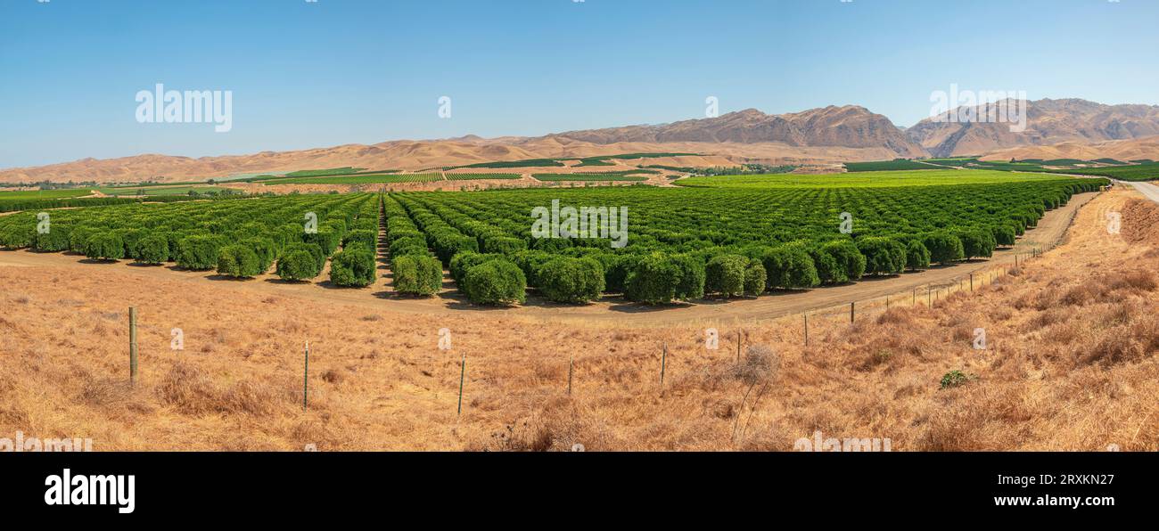 Grüner Obstgarten umgeben von trockenem Gras, Kalifornien, USA Stockfoto