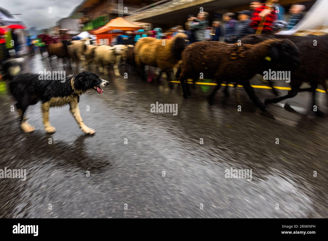 Schafscheid ist das fest nach dem Abgang der Schafe vom Sommeraufenthalt auf der Alm. Sie wird jedes Jahr an einem Montag im September in Jaun, Schweiz, gefeiert Stockfoto