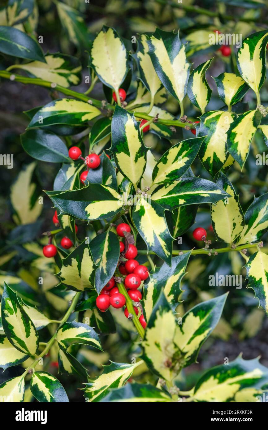 Ilex aquifolium Northern Lights, Holly Northern Lights, English holly, Variegated holly, Golden yellow Leaves, dunkelgrüne Ränder. Stockfoto