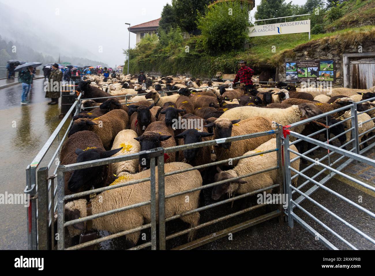 Schafscheid ist das fest nach dem Abgang der Schafe vom Sommeraufenthalt auf der Alm. Sie wird jedes Jahr an einem Montag im September in Jaun, Schweiz, gefeiert Stockfoto
