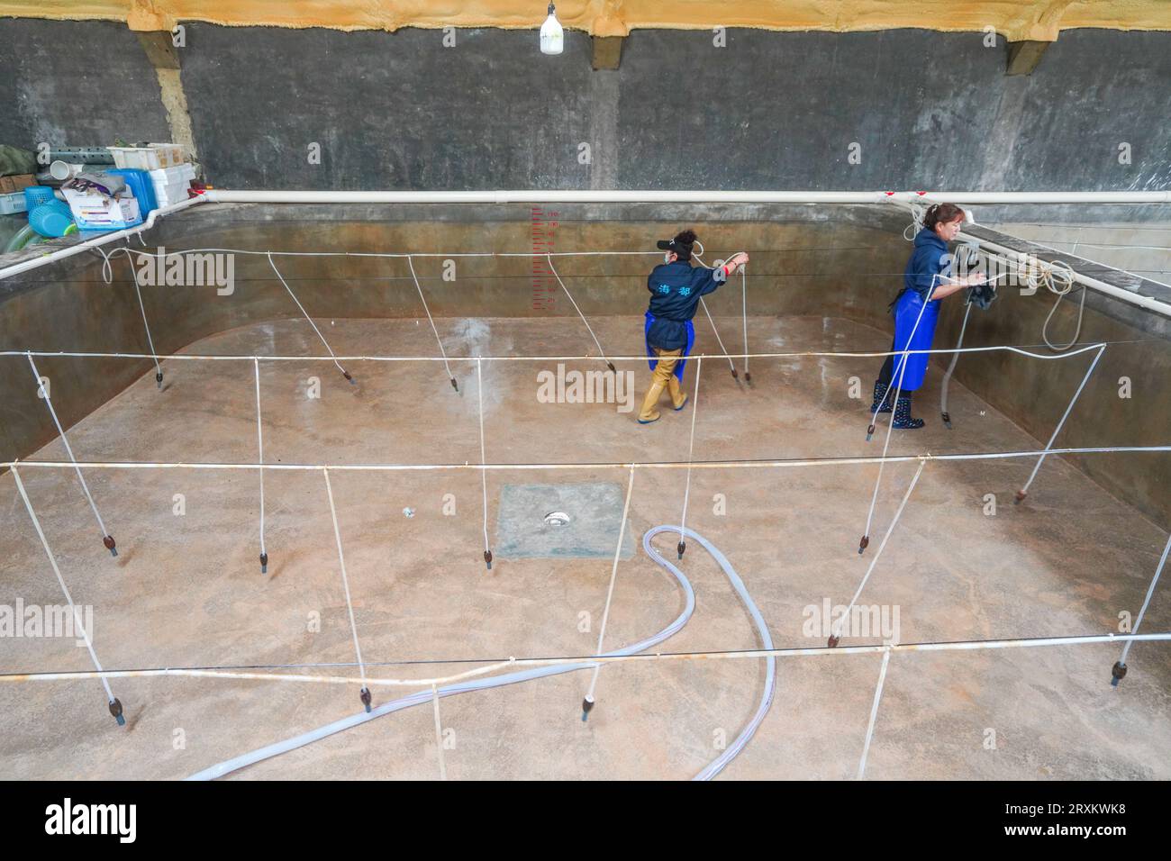 Luannan County, China - 24. März 2023: Arbeiter, die das Brutbecken für Rotflossen-Puffer-Fische reinigen. Stockfoto
