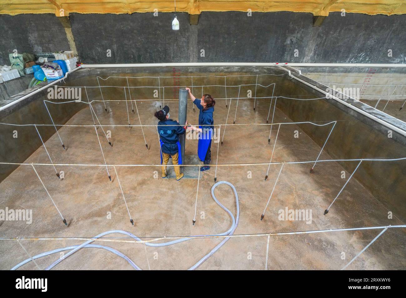 Luannan County, China - 24. März 2023: Arbeiter, die das Brutbecken für Rotflossen-Puffer-Fische reinigen. Stockfoto