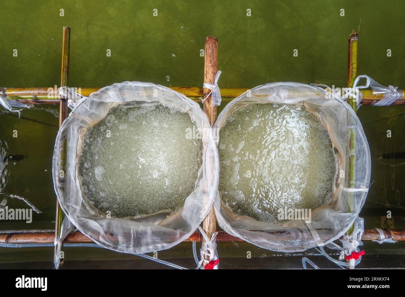 Die roten Rippenfischeier am Brutbecken schlüpfen Stockfoto