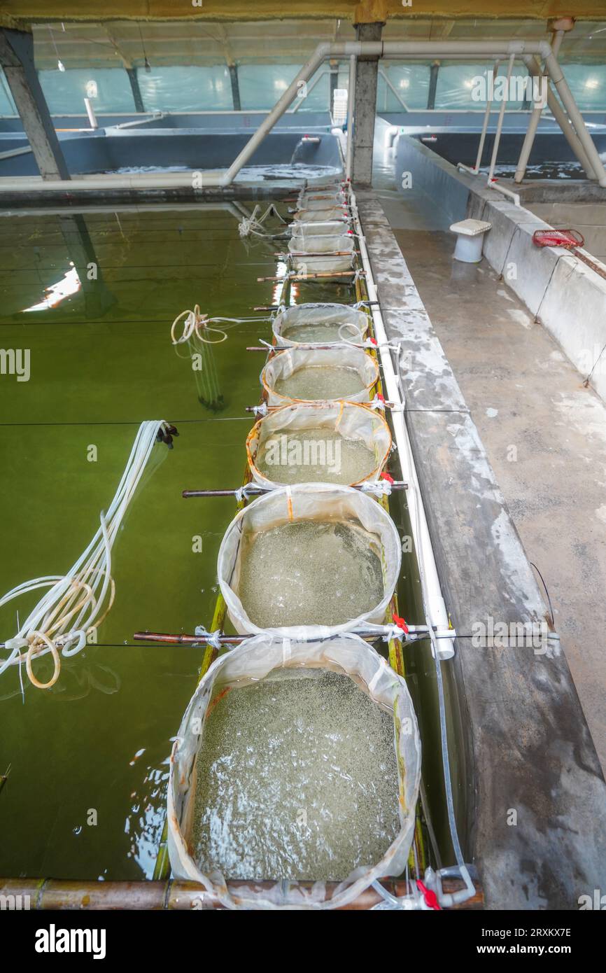 Die roten Rippenfischeier am Brutbecken schlüpfen Stockfoto