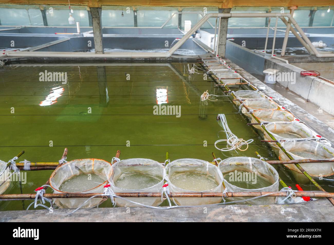 Die roten Rippenfischeier am Brutbecken schlüpfen Stockfoto