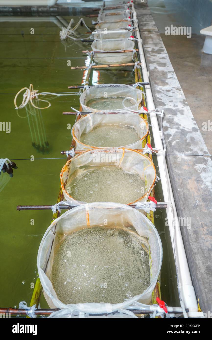 Die roten Rippenfischeier am Brutbecken schlüpfen Stockfoto
