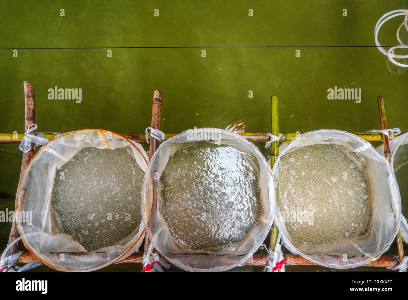 Die roten Rippenfischeier am Brutbecken schlüpfen Stockfoto