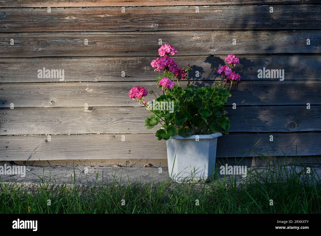 Blühender Garten pelargonium in den Strahlen der Abendsonne auf dem Hintergrund einer Holzwand Stockfoto